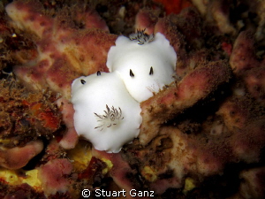 A pair of Fellows nudibranchia. by Stuart Ganz 